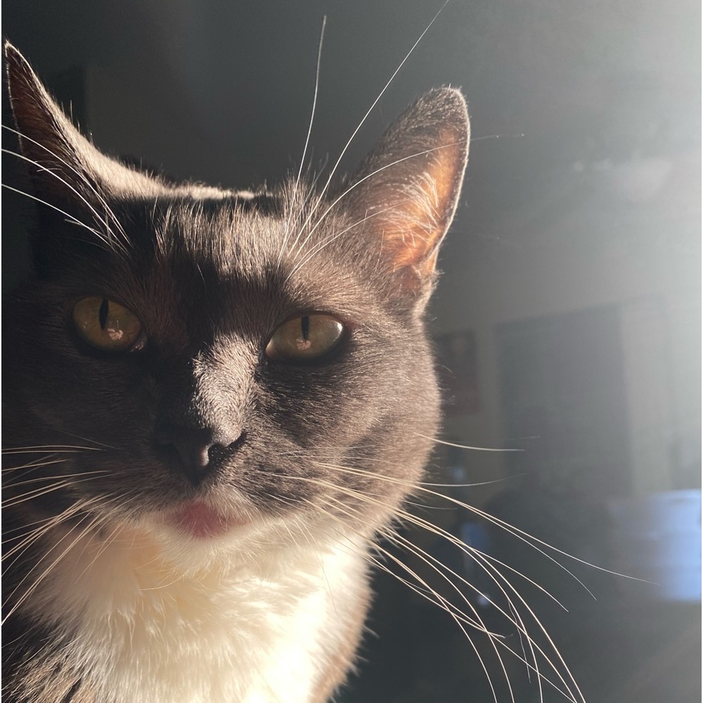 Meet your Posher, Diego
